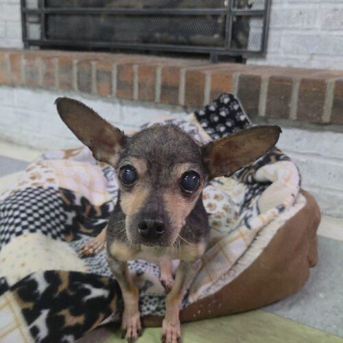 Enlarge Angel, a Adoptable Chihuahua in Kirksville, MO image 3/3