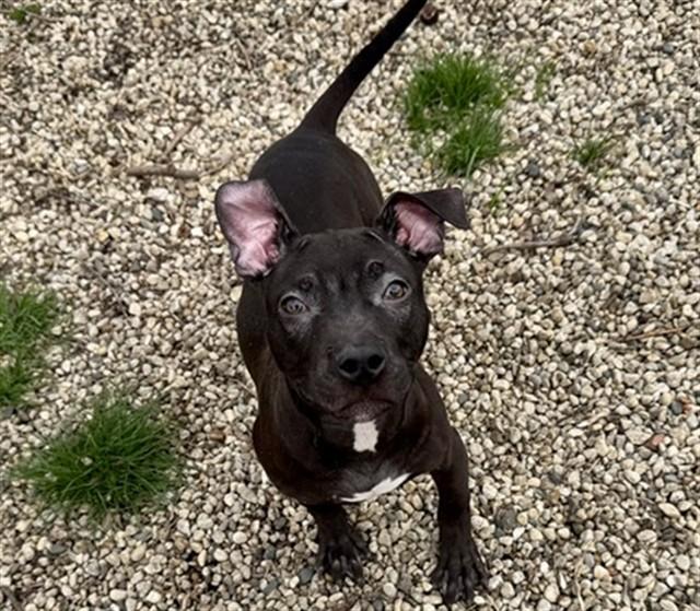 JUNE BUG, Adoptable, Young Male Pit Bull Terrier.