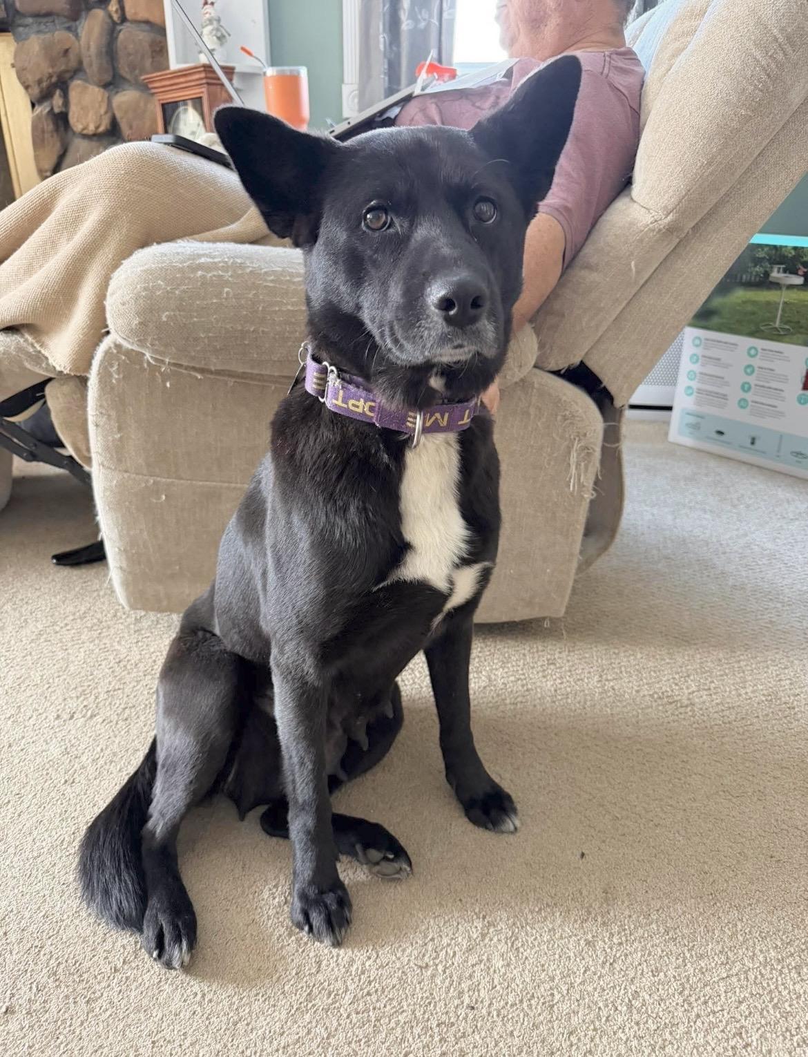 Enlarge Georgia, a Adoptable mixed breed in Millington, MD image 6/6