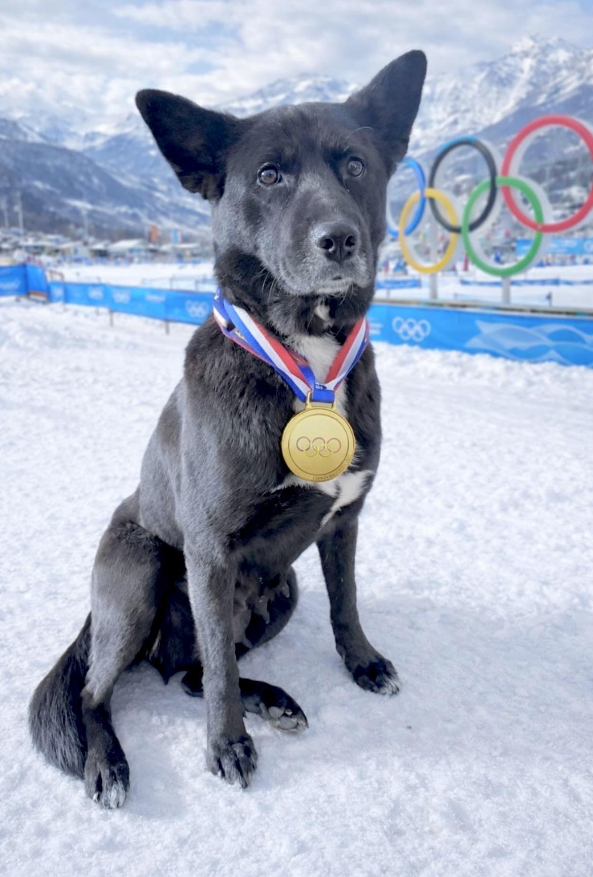 Georgia, Adoptable, Adult Female Black Labrador Retriever & Border Collie.