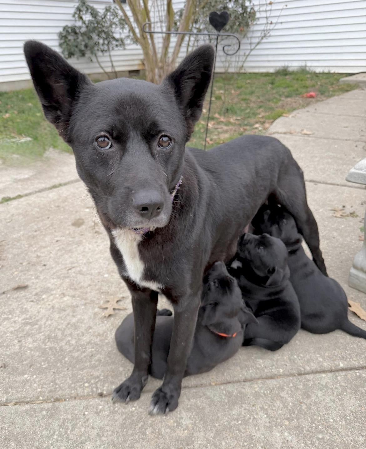 Enlarge Georgia, a Adoptable mixed breed in Millington, MD image 5/6