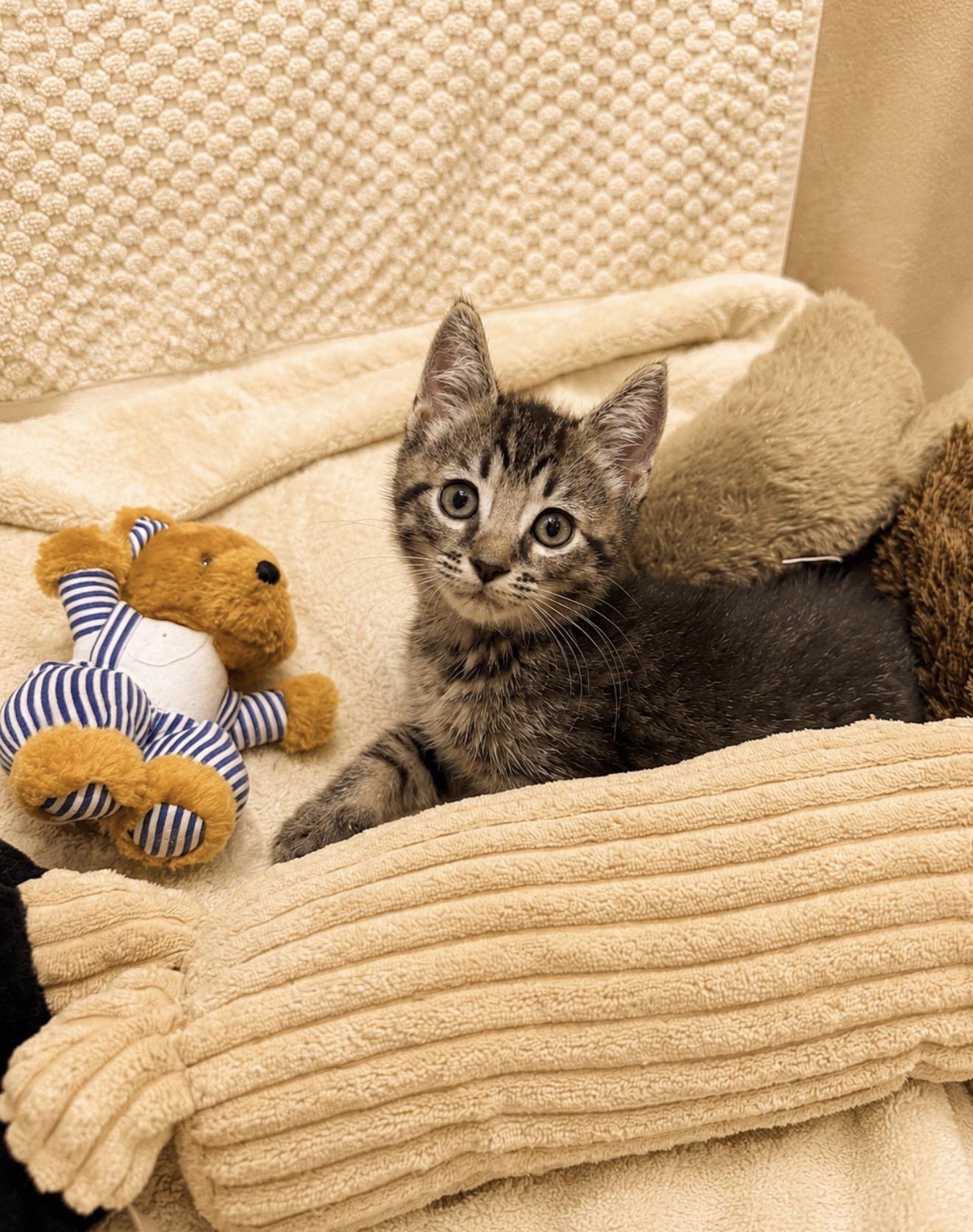 Enlarge Winnie Poo, an adopted American Shorthair in Providence, RI image 1/5