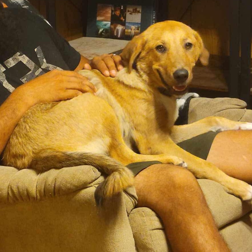 Enlarge Chula, a Adopted mixed breed in New Castle, DE image 5/6