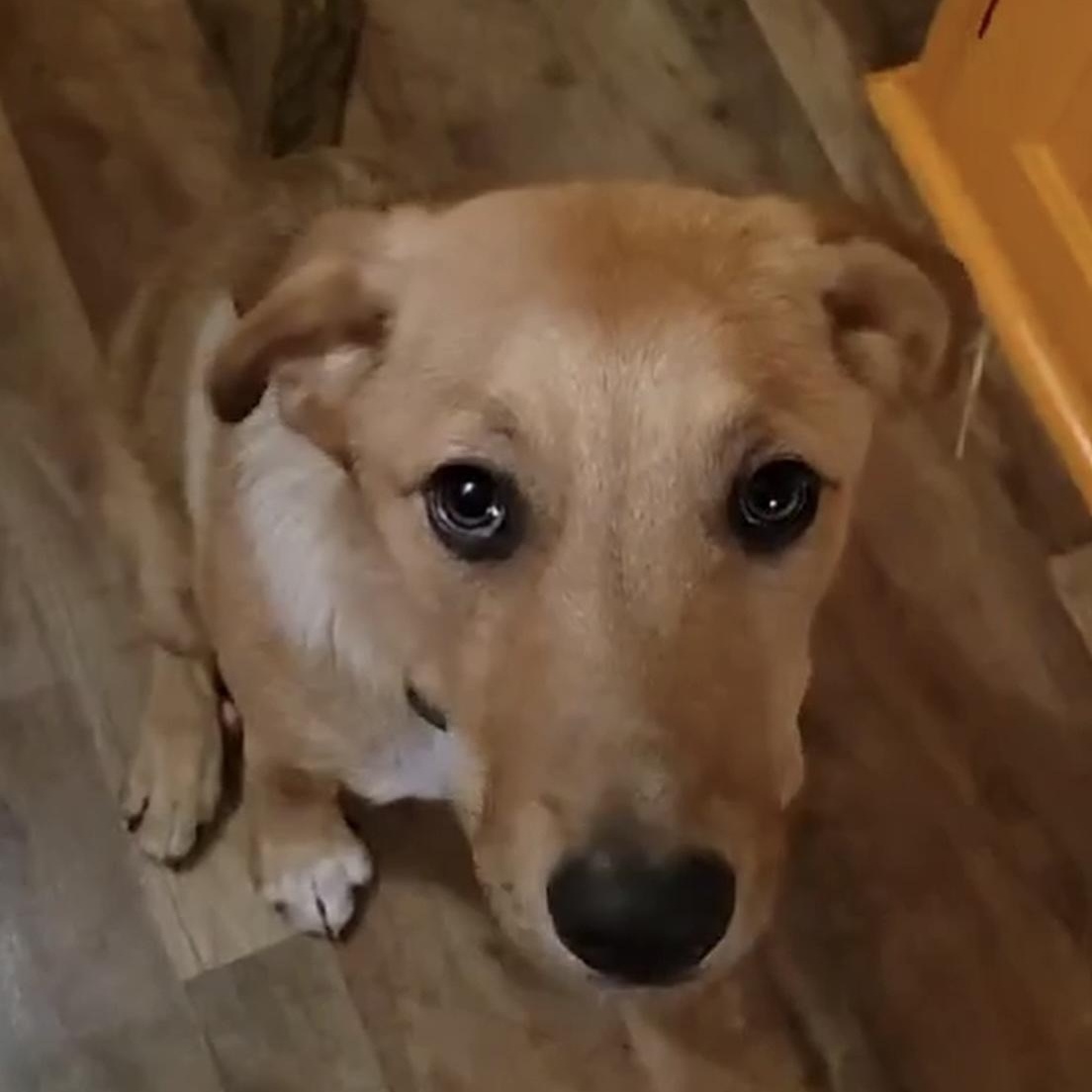 Enlarge Chula, a Adopted mixed breed in New Castle, DE image 3/6