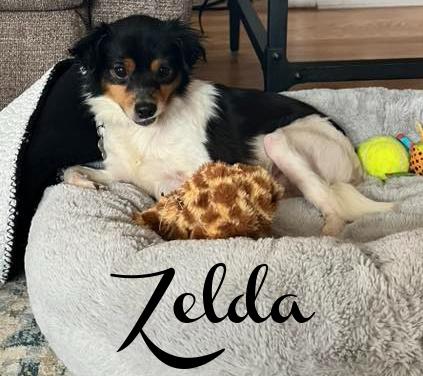 Enlarge Zelda, a ADOPTABLE mixed breed in Elburn, IL image 3/3