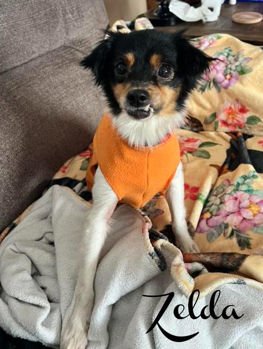 Zelda, ADOPTABLE, Adult Female Terrier.