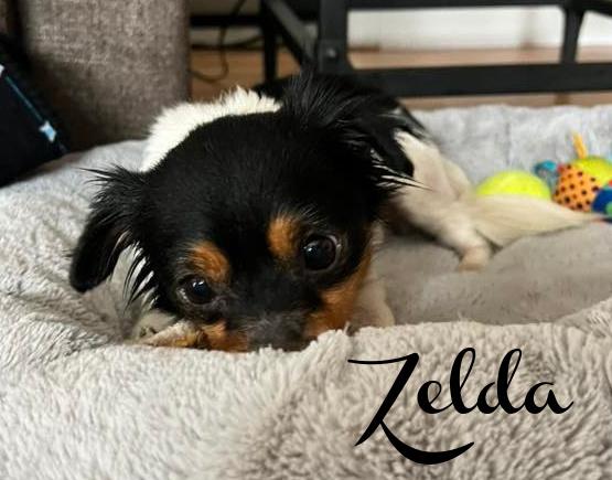 Enlarge Zelda, a ADOPTABLE mixed breed in Elburn, IL image 2/3