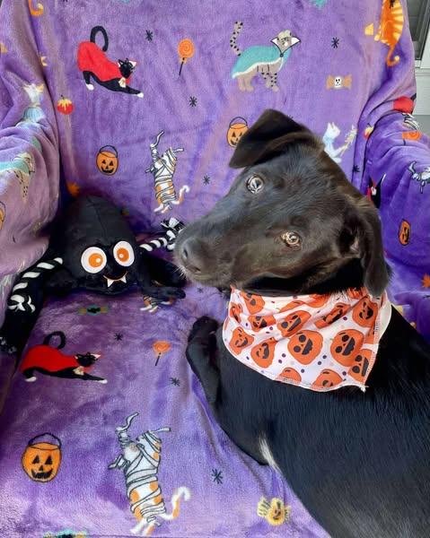 Andy, Adoptable, Young Male Terrier & Labrador Retriever.