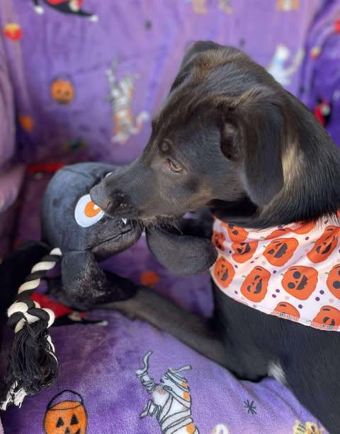 Andy, a Adoptable mixed breed in Vernon, CT image 6/6