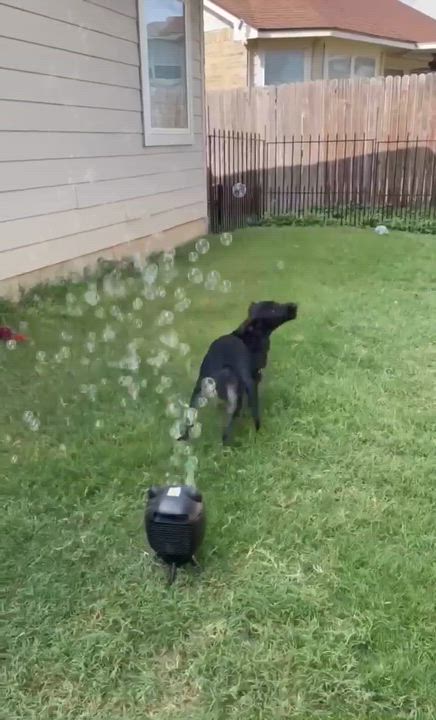 Enlarge Andy, a Adoptable mixed breed in Vernon, CT video 5/6