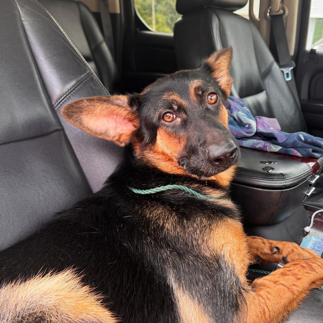 Enlarge Omega, a Adoptable German Shepherd Dog in Marion, VA image 1/1