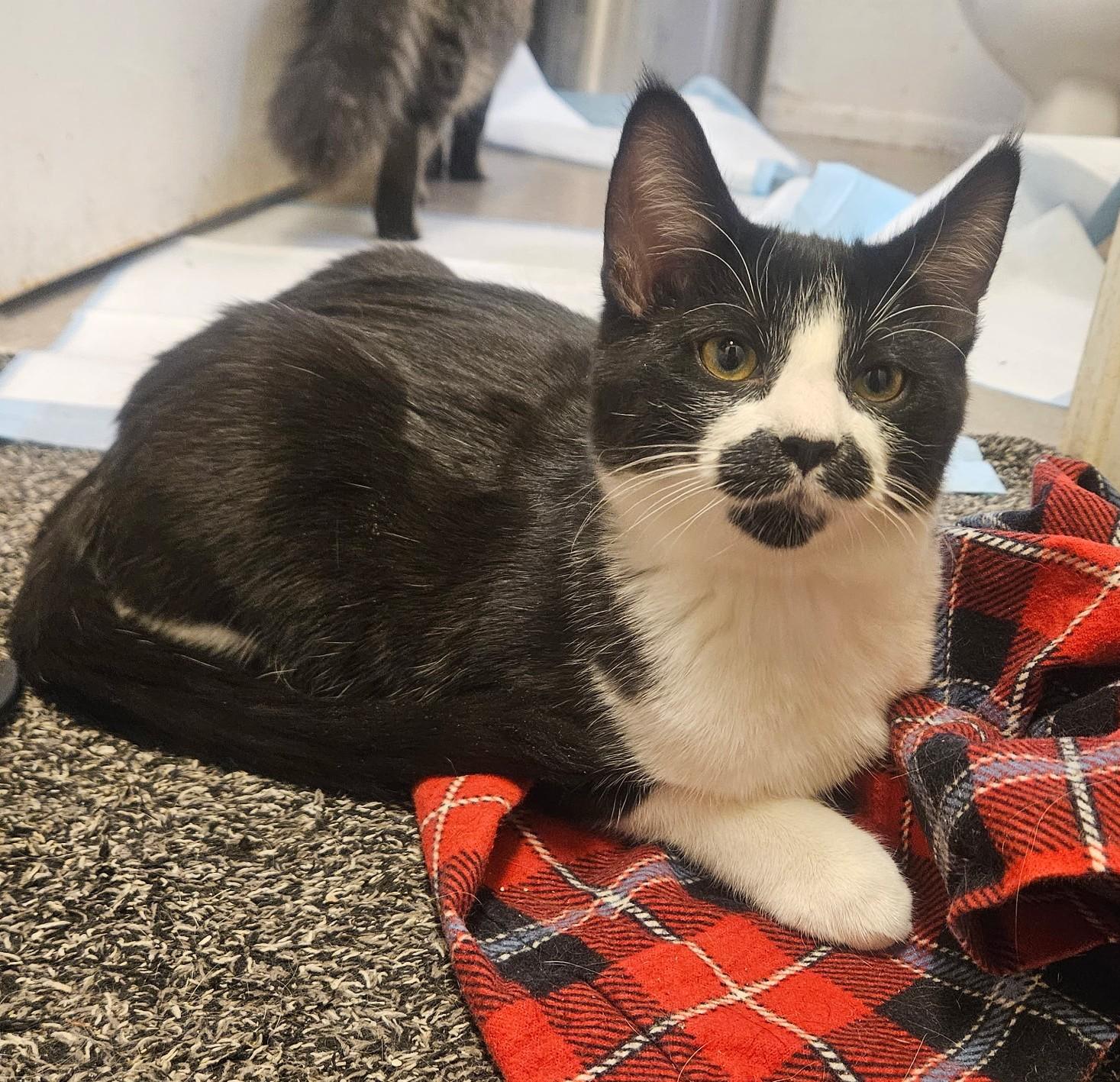 Enlarge Stacio-A Spirited Sweetheart in a Tuxedo ! - Courtesy Listing, a ADOPTABLE Tuxedo in Prescott, AZ image 1/1