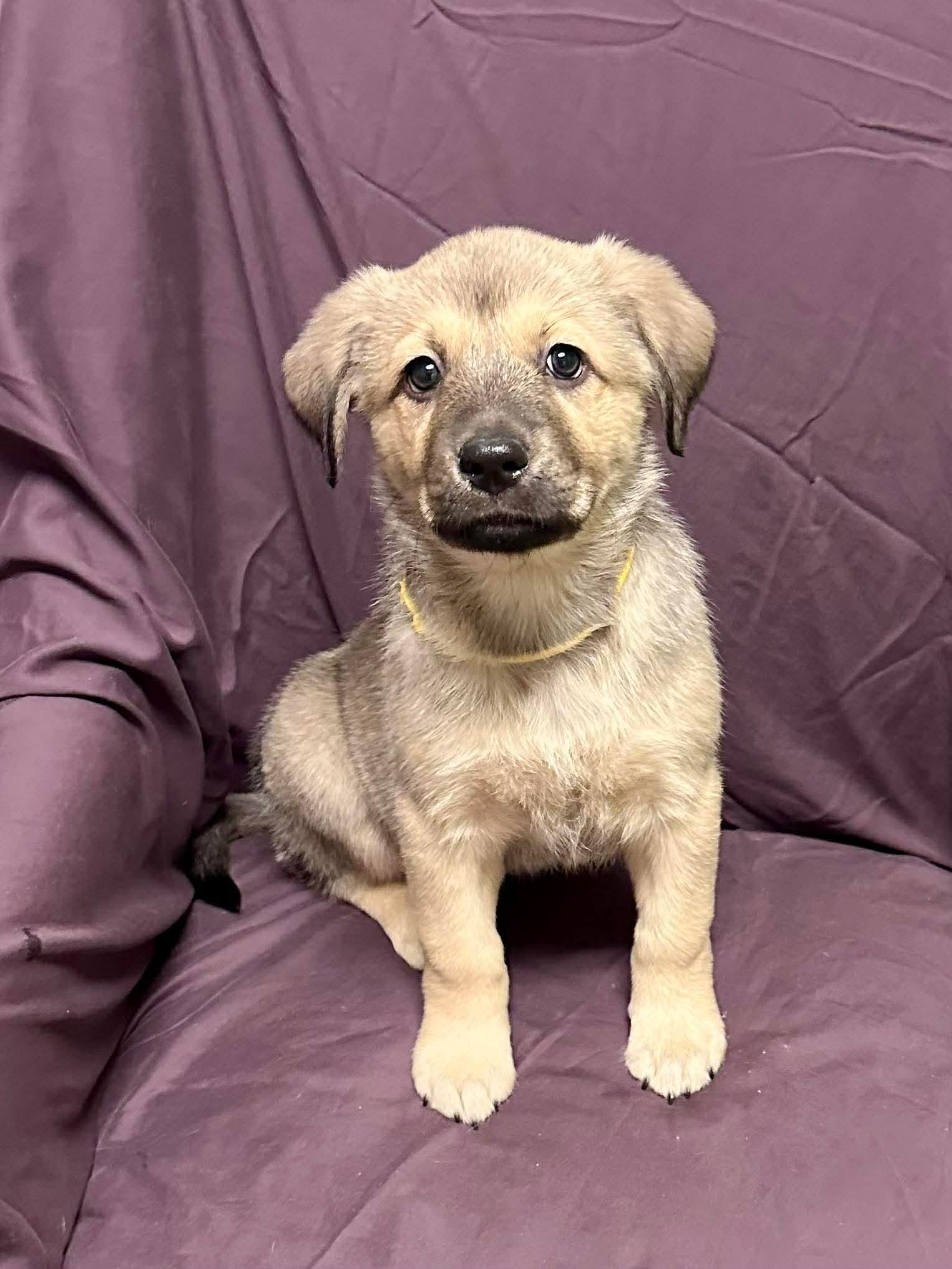 Piper, ADOPTABLE, Puppy Female Shepherd.
