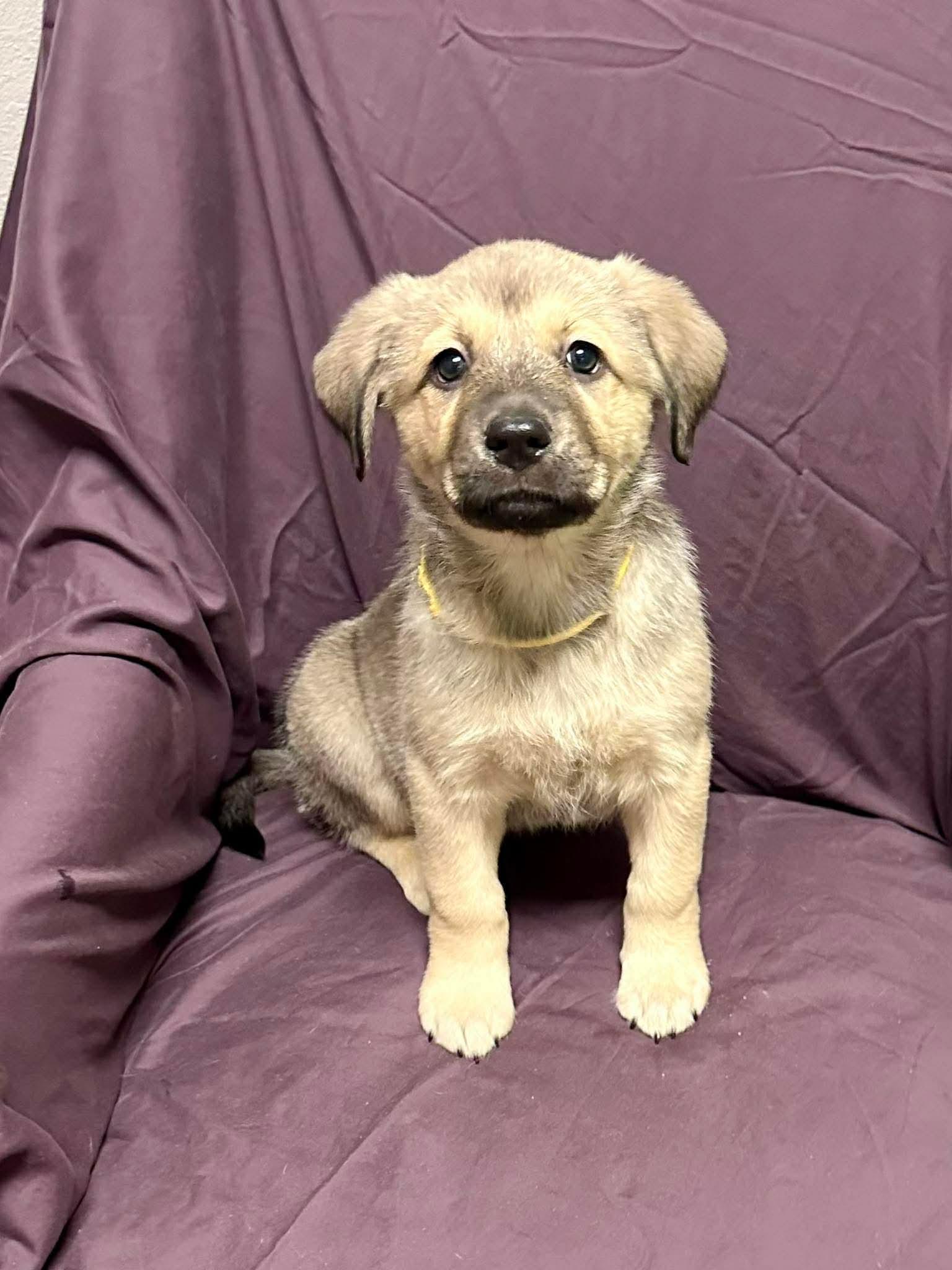 Enlarge Piper, an adopted mixed breed in Walker, LA image 2/3
