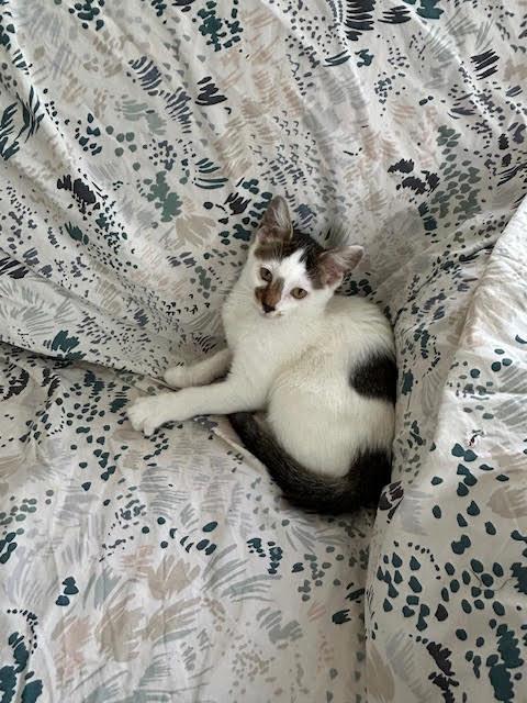 Enlarge Nevin, an adopted Domestic Short Hair in Orangeburg, NY image 1/4