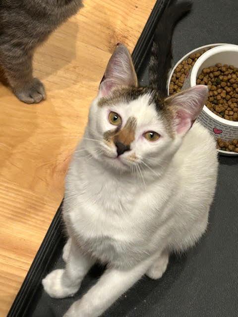 Enlarge Nevin, an adopted Domestic Short Hair in Orangeburg, NY image 2/4