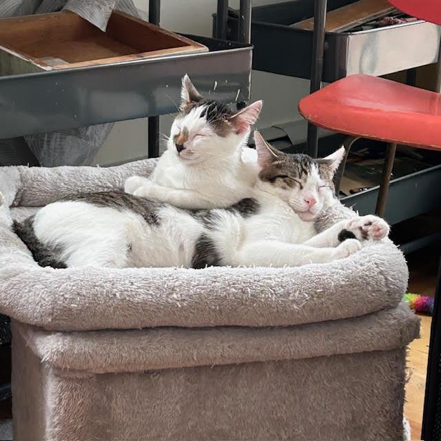 Enlarge Nevin, an adopted Domestic Short Hair in Orangeburg, NY image 3/4