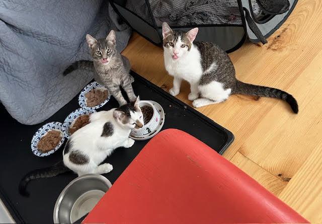 Enlarge Nevin, an adopted Domestic Short Hair in Orangeburg, NY image 4/4