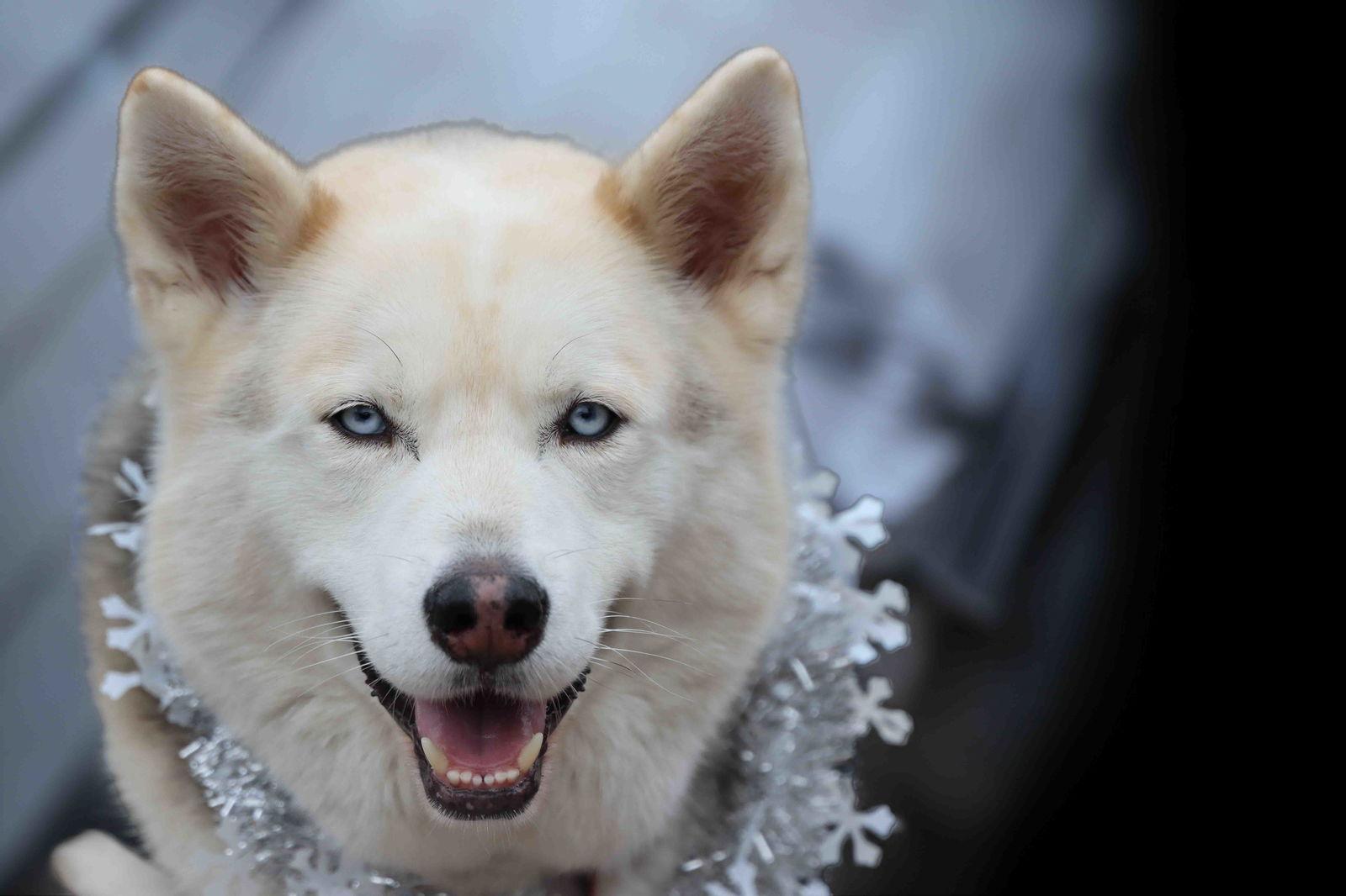 Sky, Adoptable, Adult Male Siberian Husky.