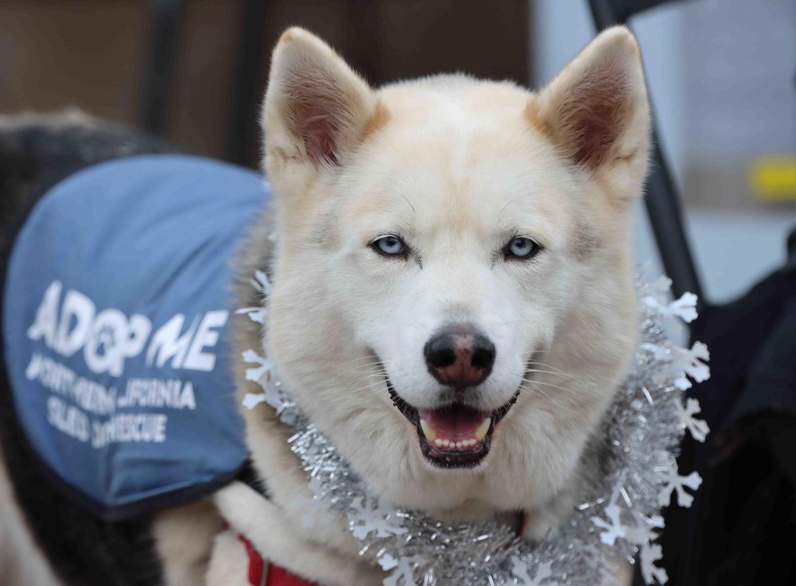Enlarge Sky, a Adoptable Siberian Husky in Walnut Creek, CA image 2/3