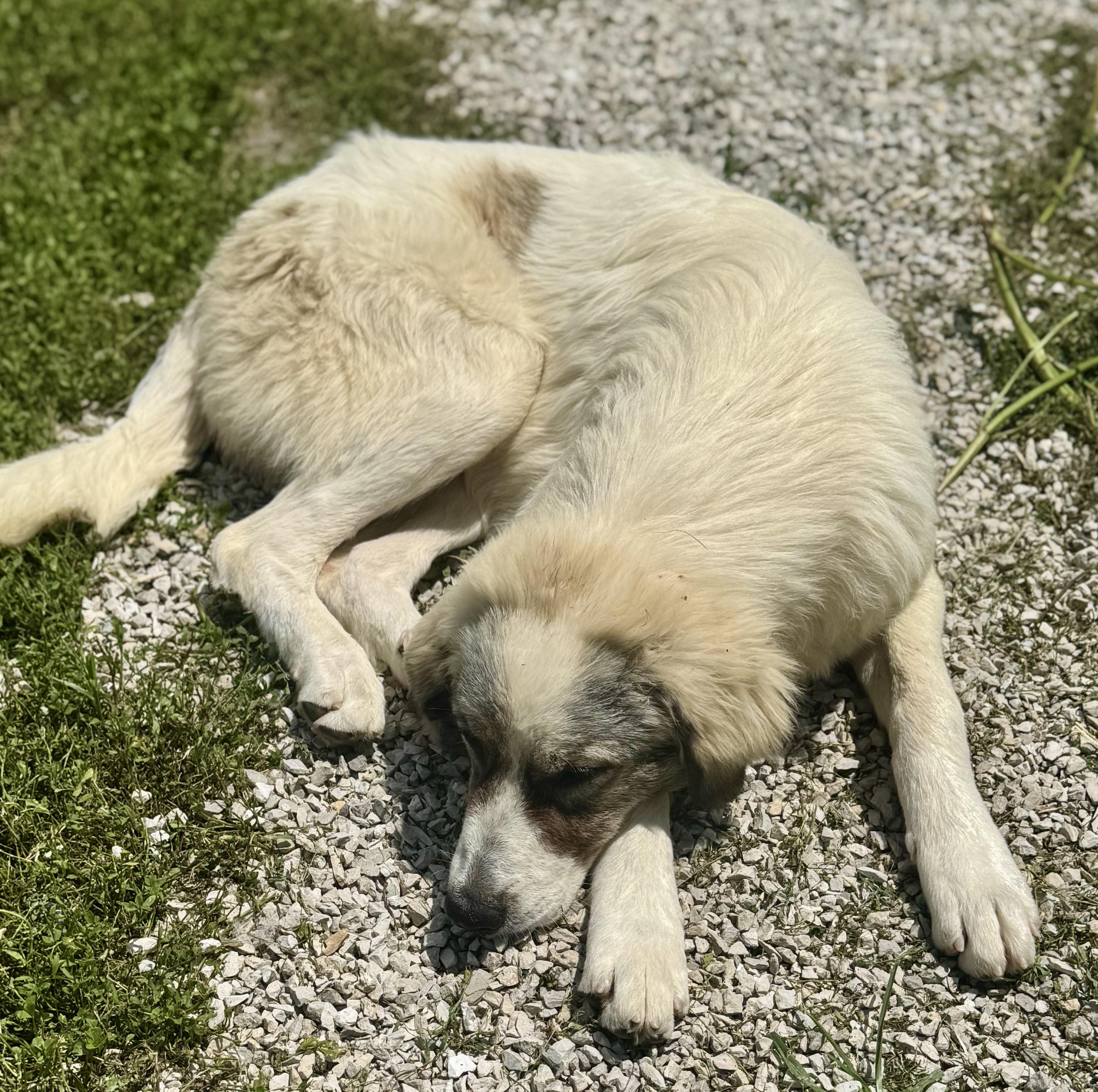 Genevieve, a ADOPTABLE Great Pyrenees in Washington, MO image 3/3