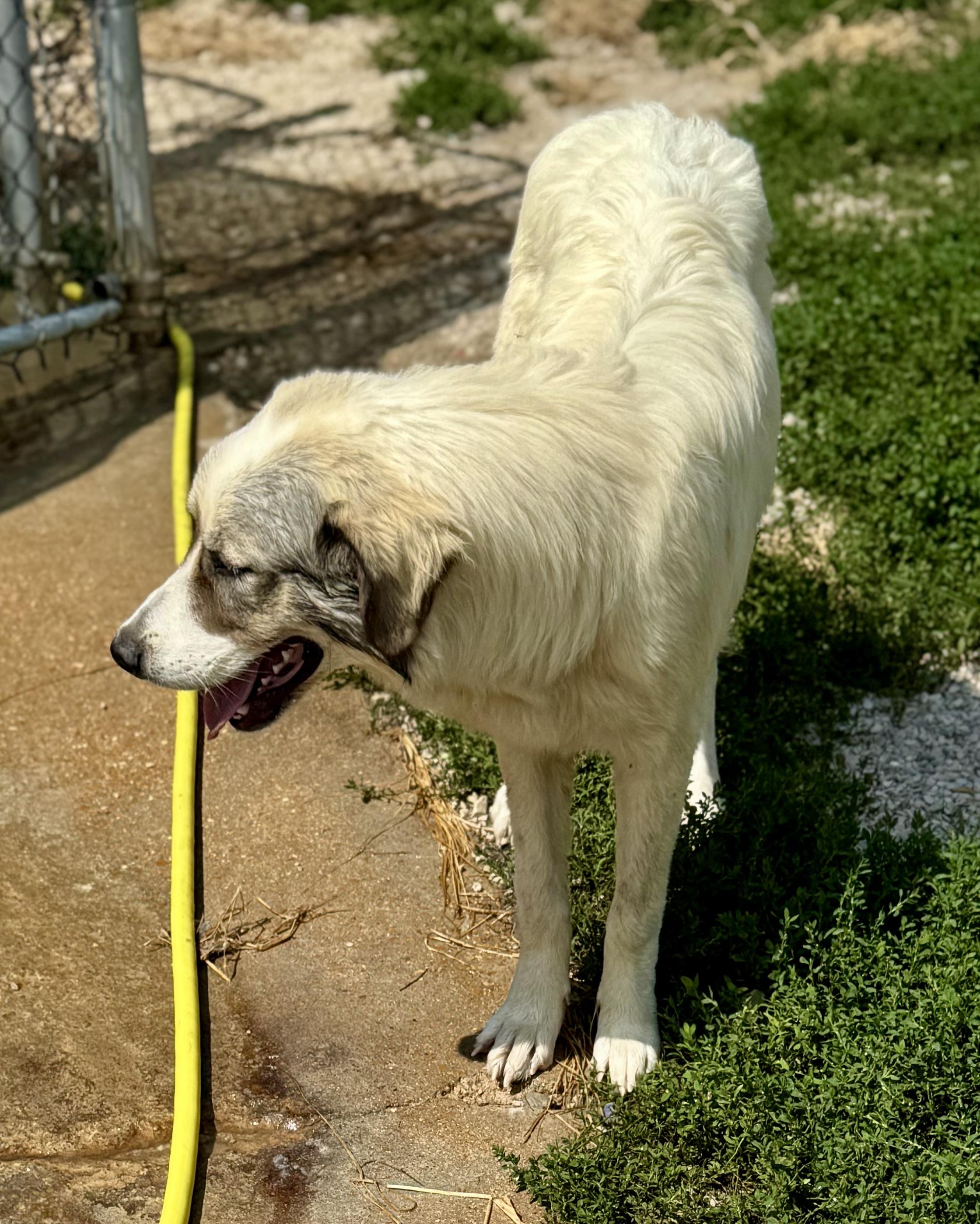 Genevieve, a ADOPTABLE Great Pyrenees in Washington, MO image 4/4