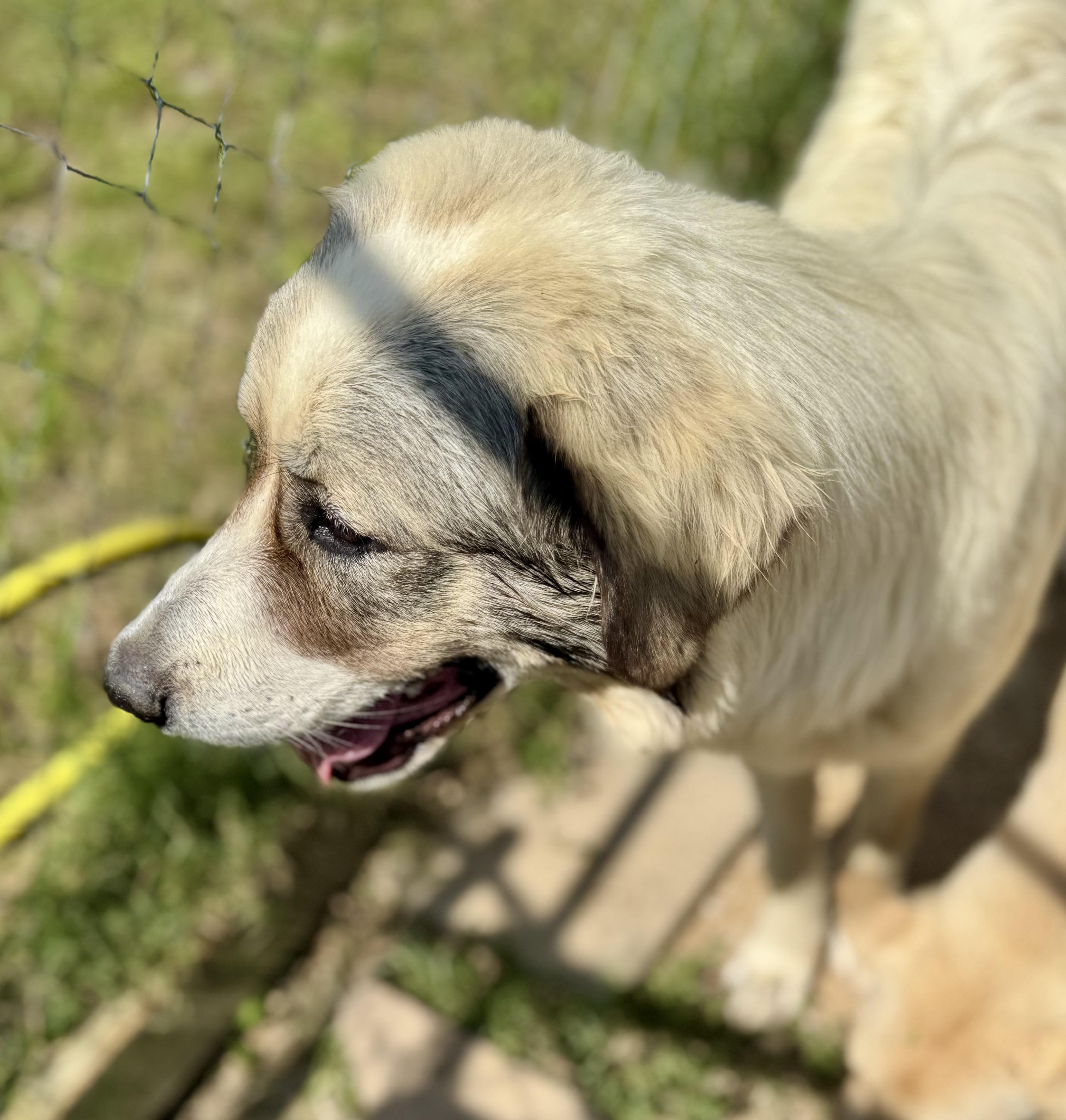 Genevieve, a ADOPTABLE Great Pyrenees in Washington, MO image 2/4