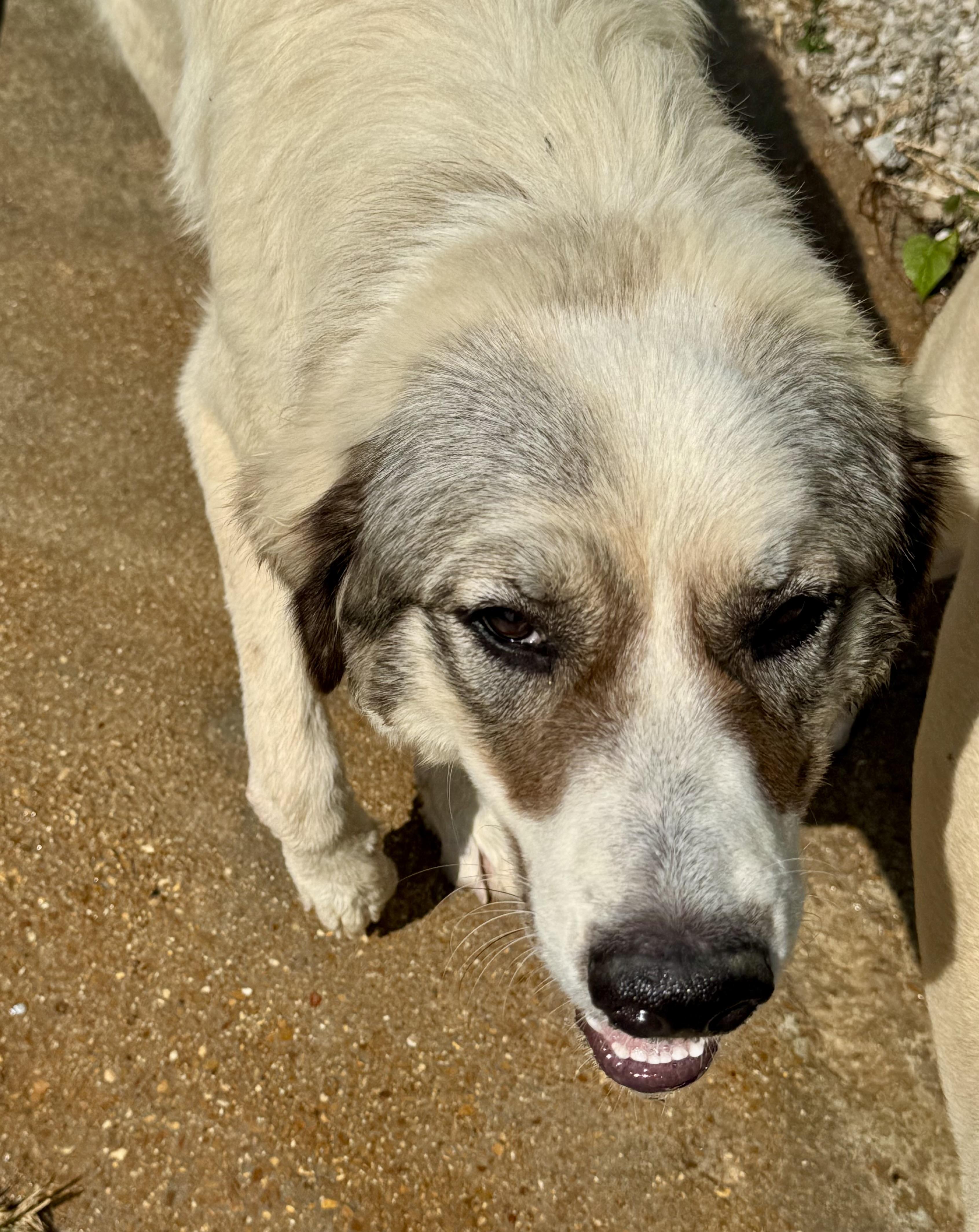 Genevieve, a ADOPTABLE Great Pyrenees in Washington, MO image 3/4