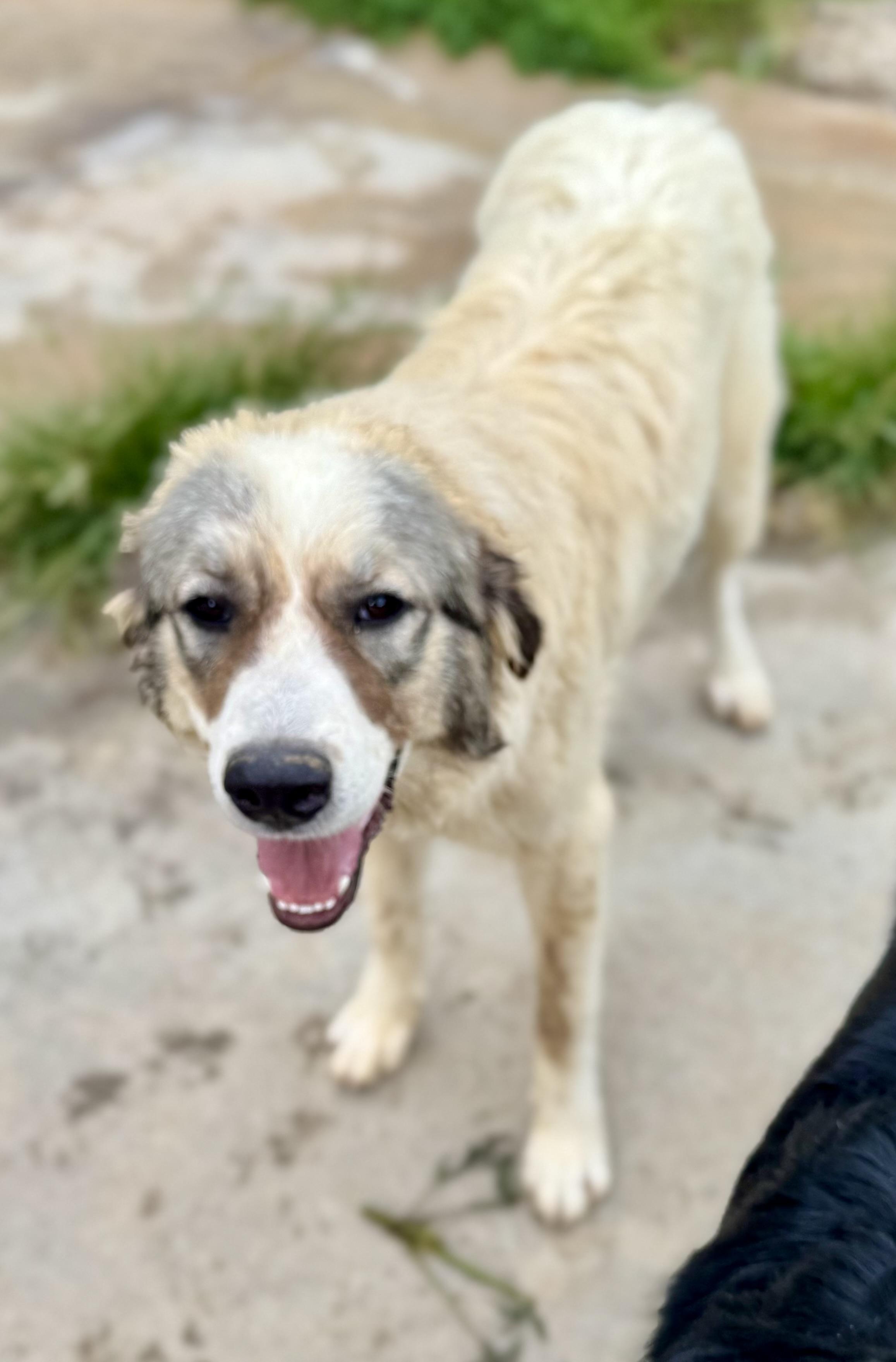 Genevieve, a ADOPTABLE Great Pyrenees in Washington, MO image 1/3