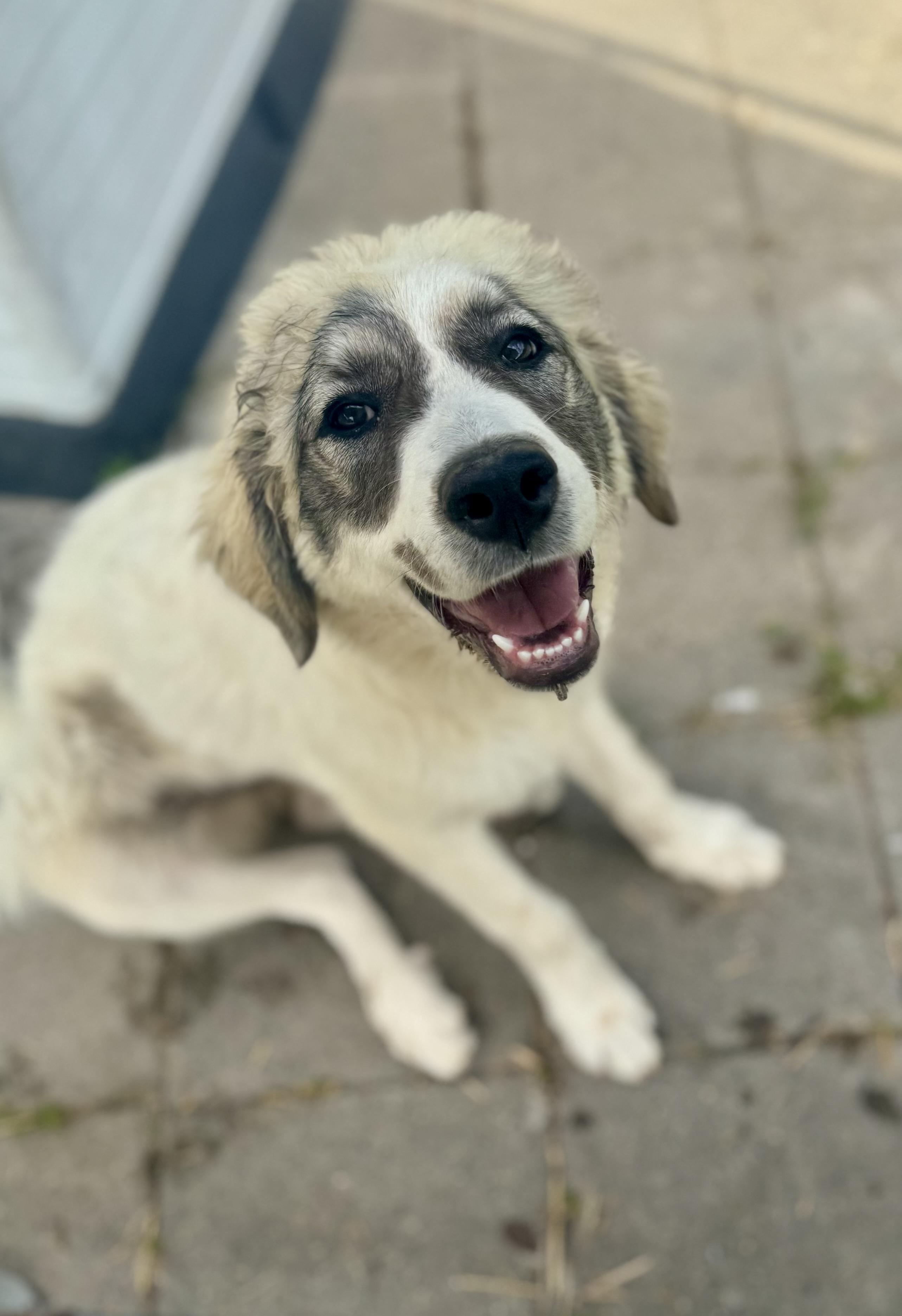 Genevieve, a ADOPTABLE Great Pyrenees in Washington, MO image 2/2
