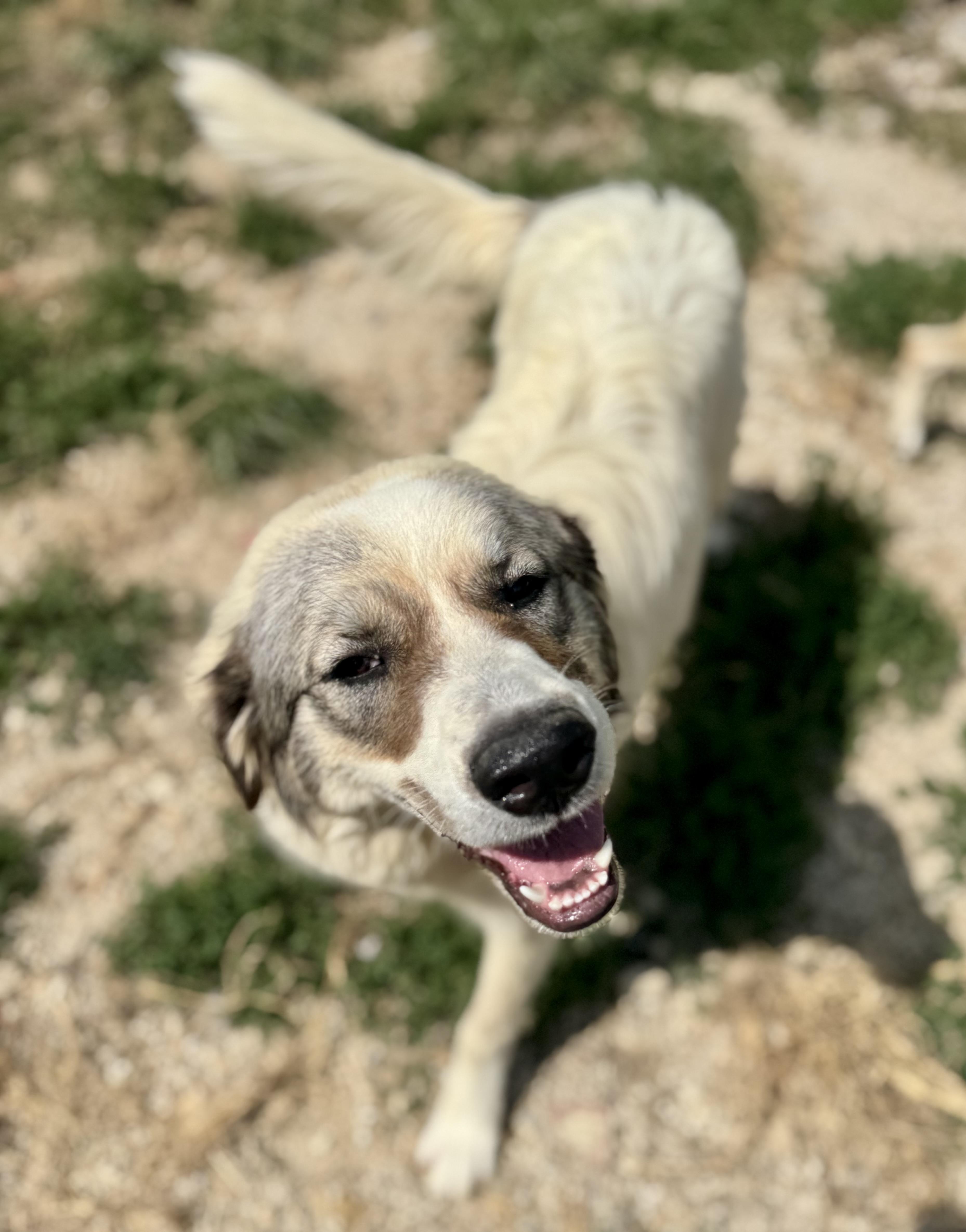 Genevieve, ADOPTABLE, Puppy Female Great Pyrenees.