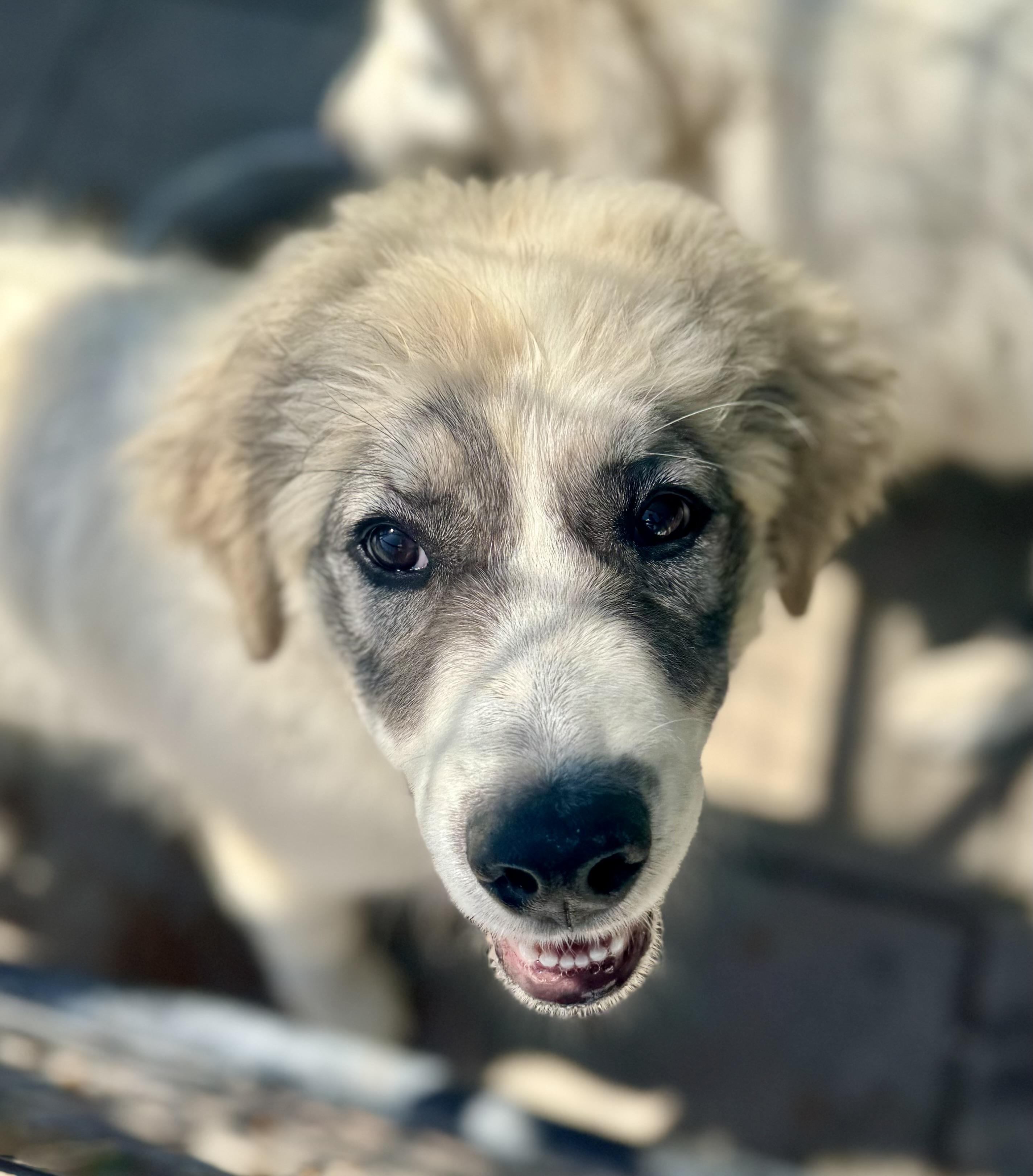 Genevieve, ADOPTABLE, Puppy Female Great Pyrenees.
