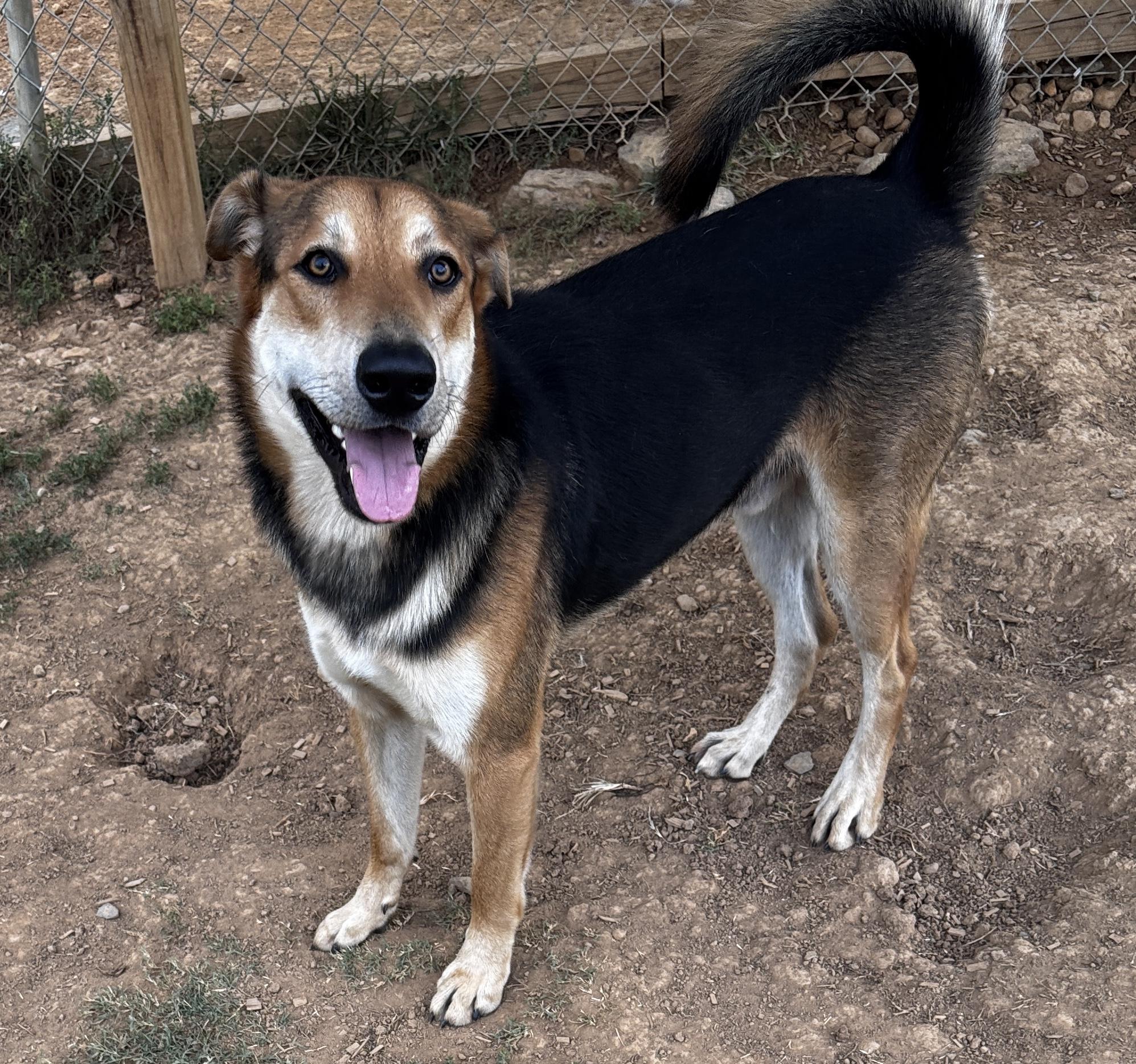 JT, Adoptable, Young Male Shepherd.