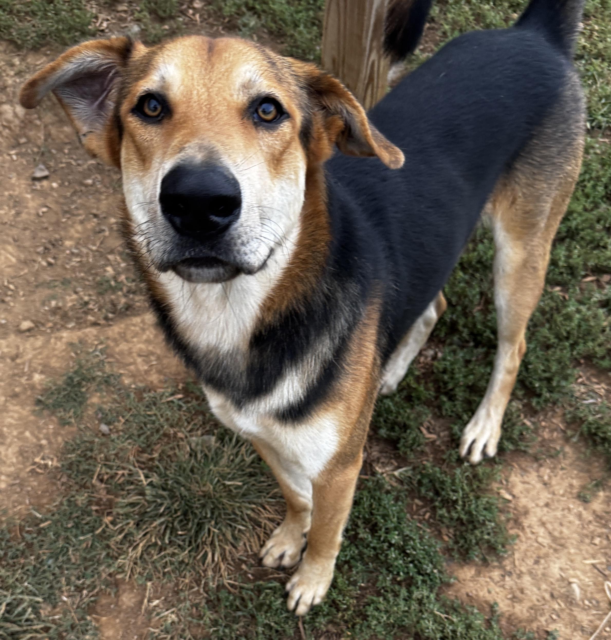 JT, a Adoptable mixed breed in Rogersville, TN image 2/5