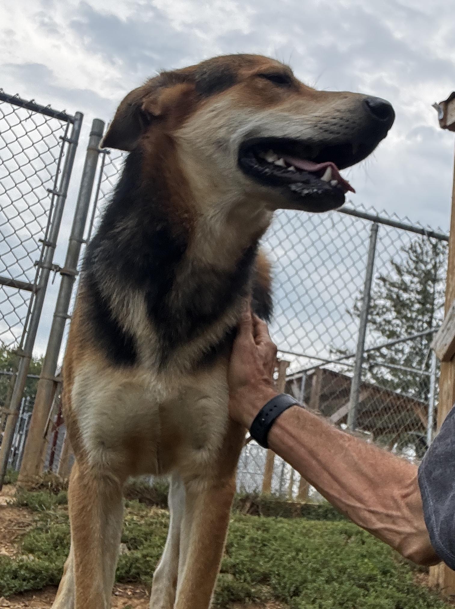 JT, a Adoptable mixed breed in Rogersville, TN image 3/5