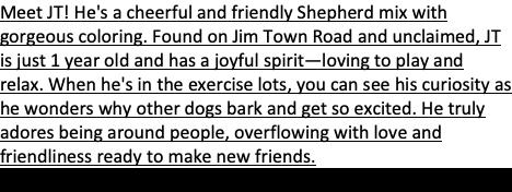 JT, a Adoptable mixed breed in Rogersville, TN image 4/5