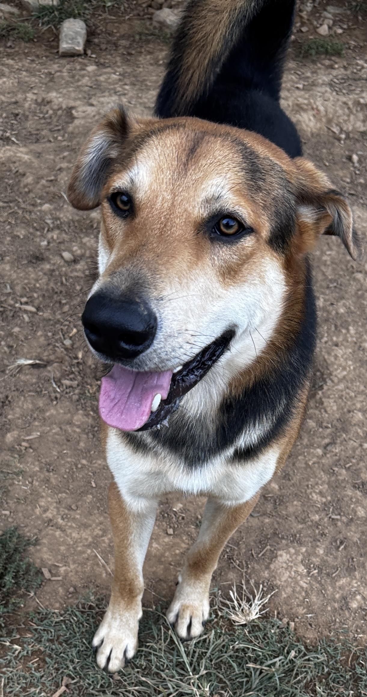 JT, a Adoptable mixed breed in Rogersville, TN image 5/5