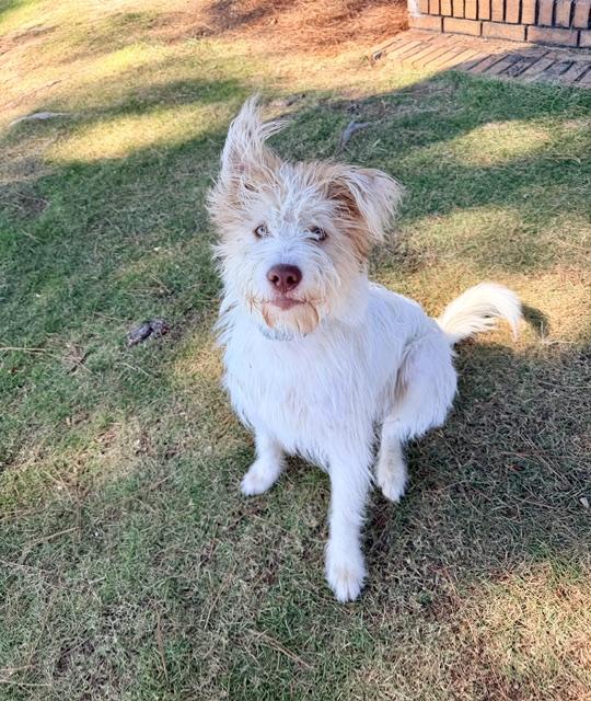 Enlarge Ralph (Super Happy Pup), a Adoptable mixed breed in Newfoundland, PA image 3/4