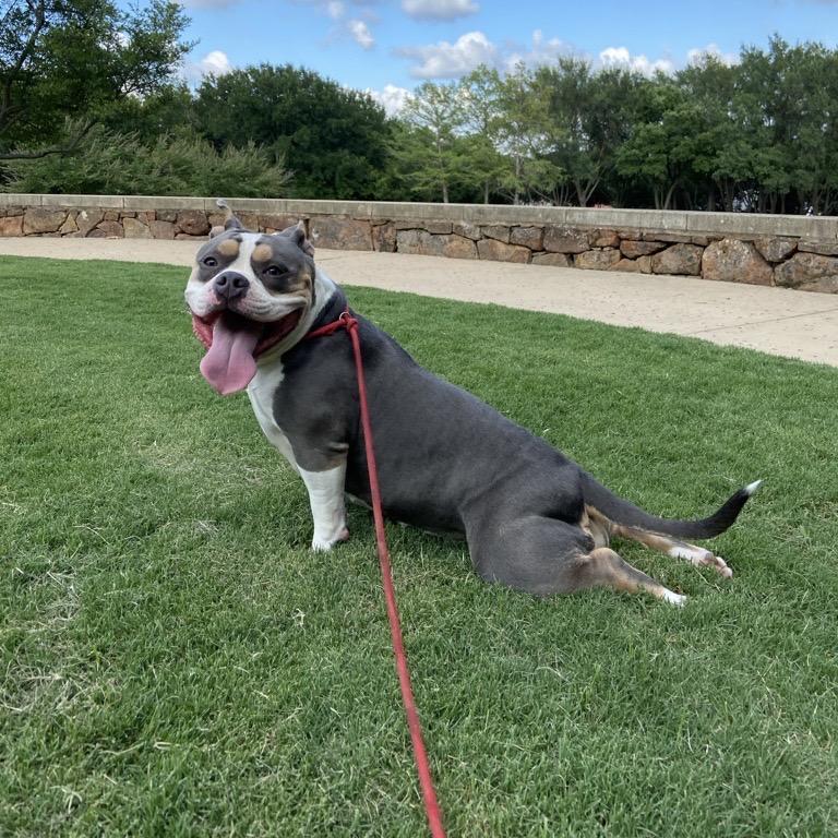 Cali, a Adoptable American Bulldog in Dallas, TX image 1/5