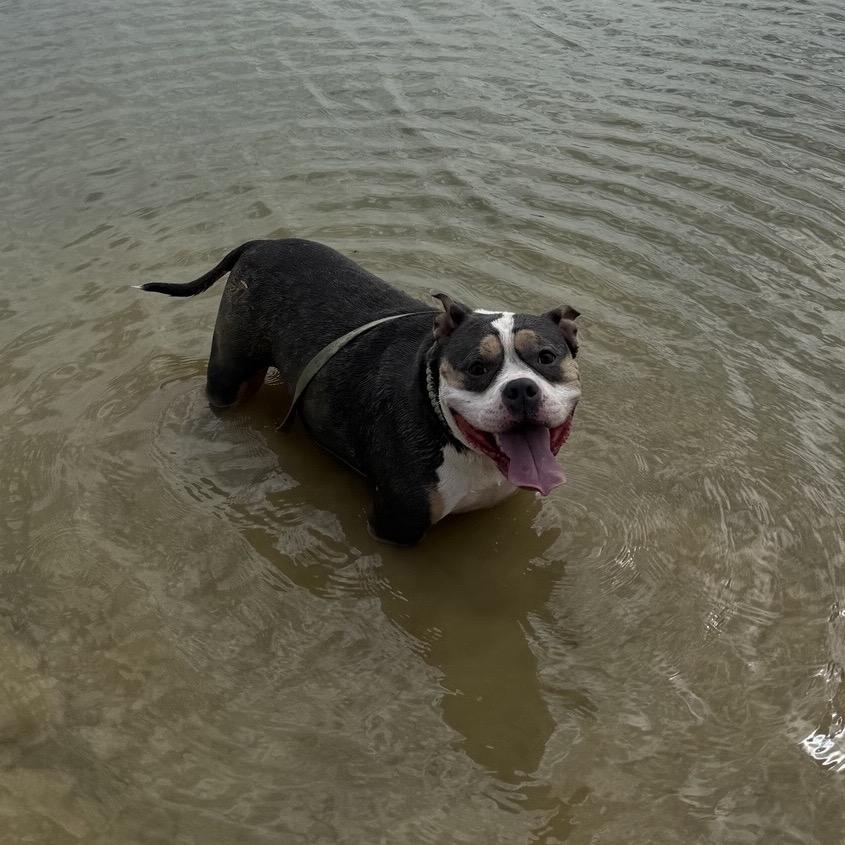 Cali, a Adoptable American Bulldog in Dallas, TX image 2/5