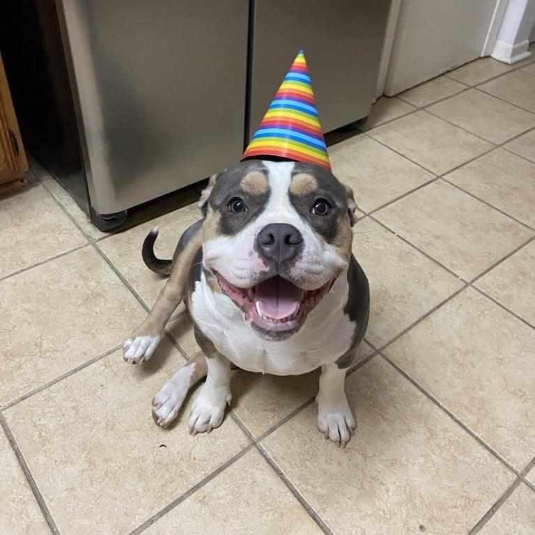 Cali, a Adoptable American Bulldog in Dallas, TX image 3/5