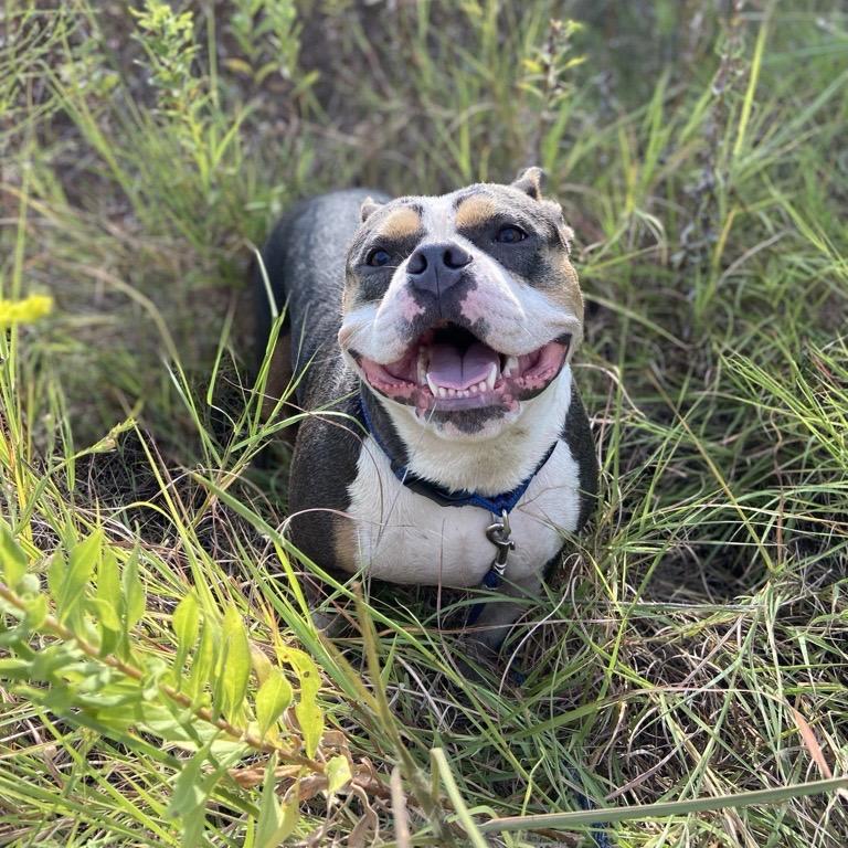Cali, a Adoptable American Bulldog in Dallas, TX image 4/5