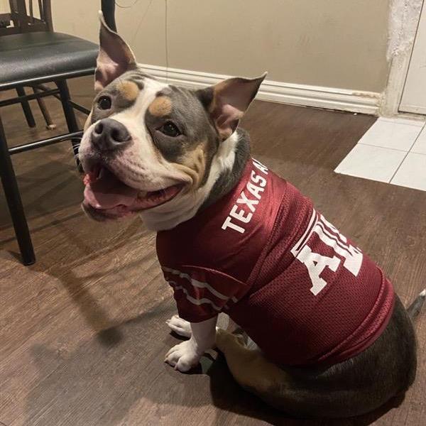 Cali, a Adoptable American Bulldog in Dallas, TX image 5/5