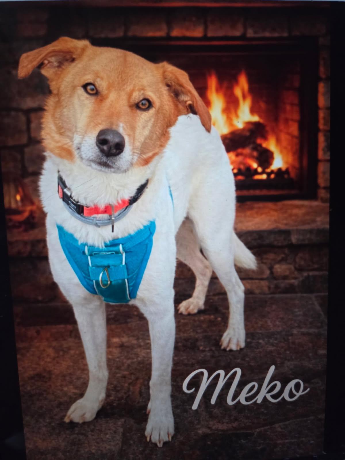 Meko, ADOPTABLE, Adult Male Shepherd.