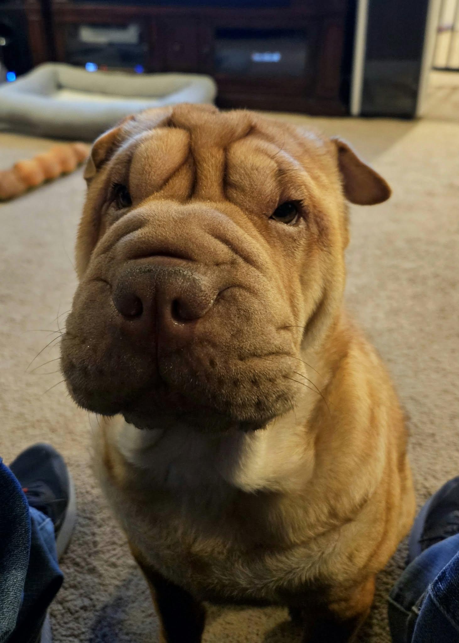 Enlarge MAISEL, a Adoptable Shar-Pei in Bellingham, WA image 1/4