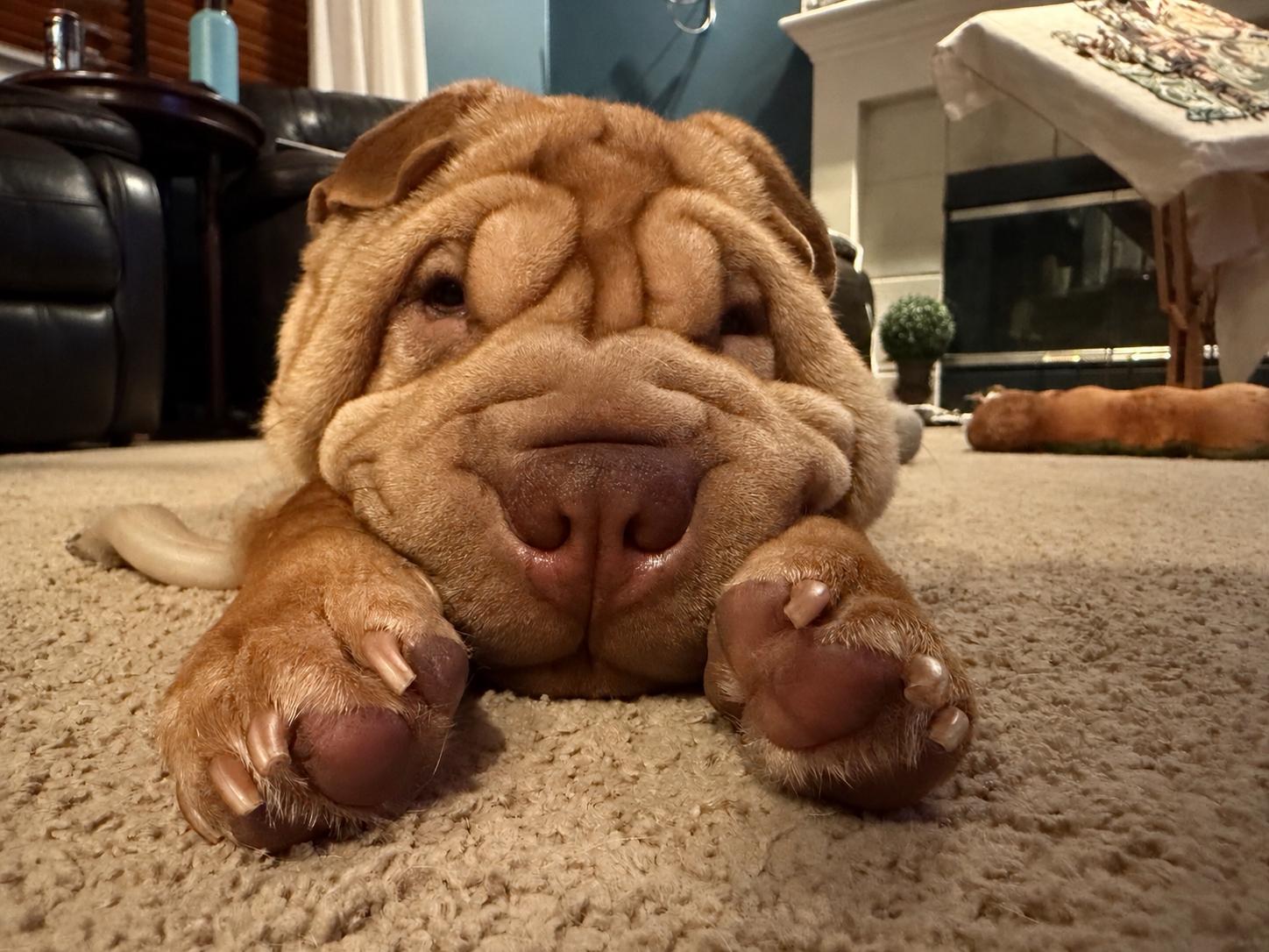 Enlarge MAISEL, a Adoptable Shar-Pei in Bellingham, WA image 3/4
