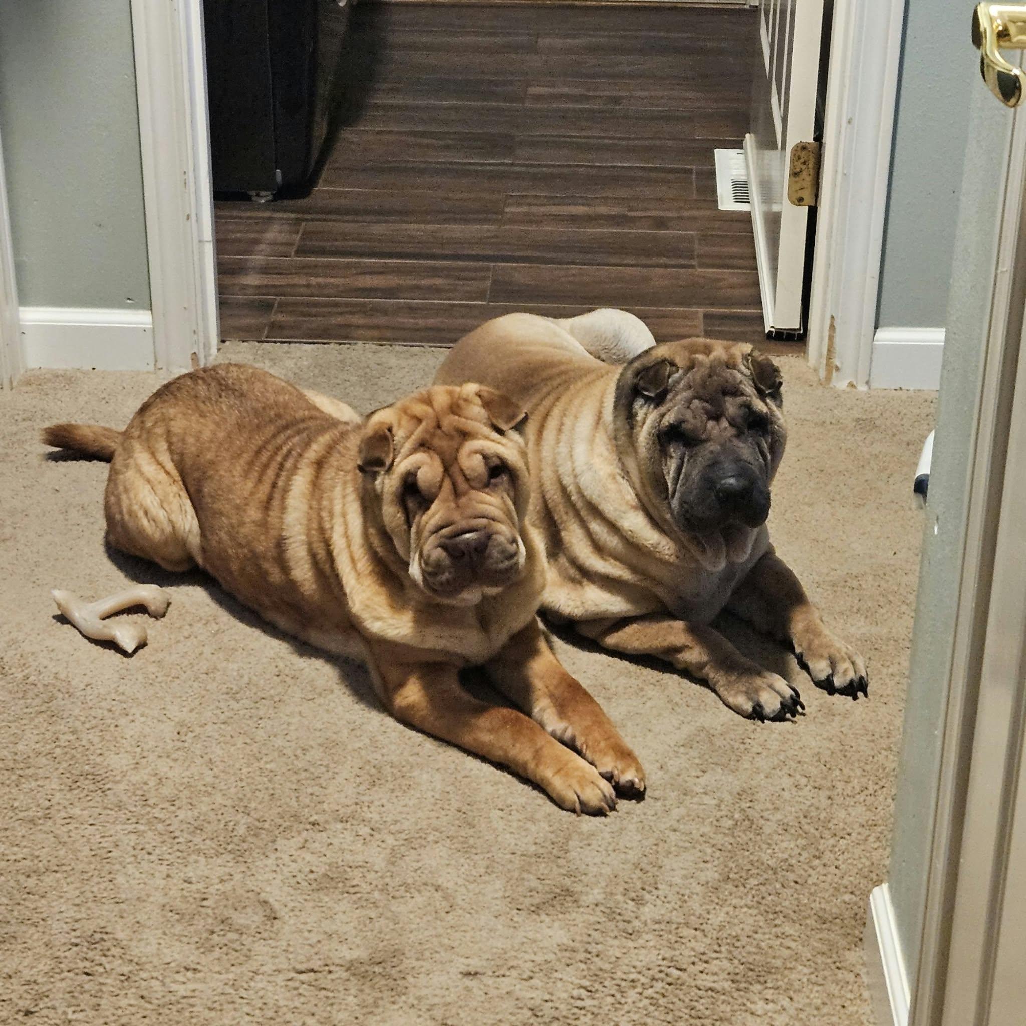 Enlarge MAISEL, a Adoptable Shar-Pei in Bellingham, WA image 4/4