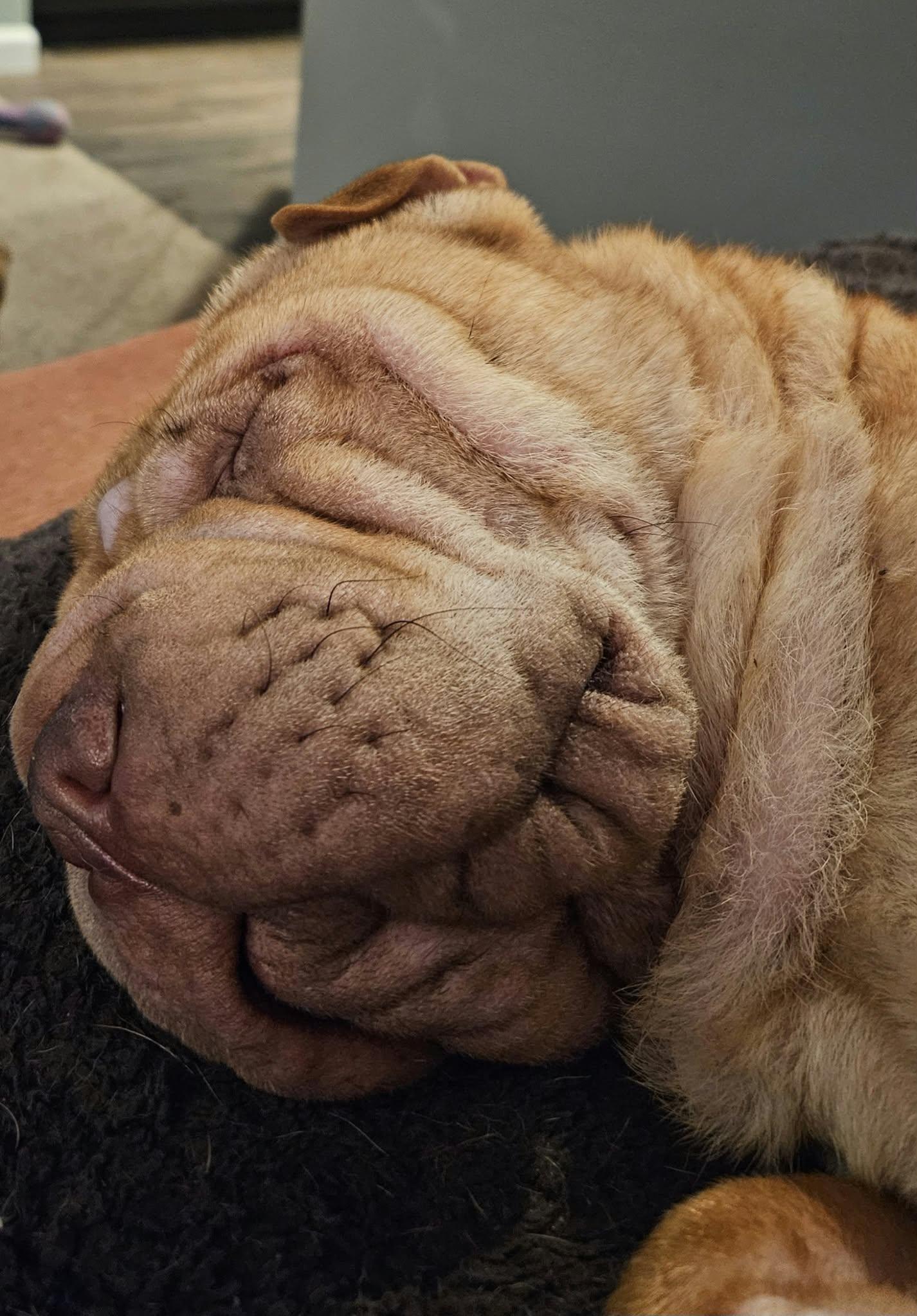 Enlarge MAISEL, a Adoptable Shar-Pei in Bellingham, WA image 2/4