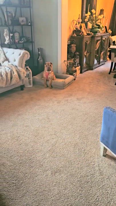 Enlarge MAISEL-still available, a Adoptable Shar-Pei in Bellingham, WA video 5/5