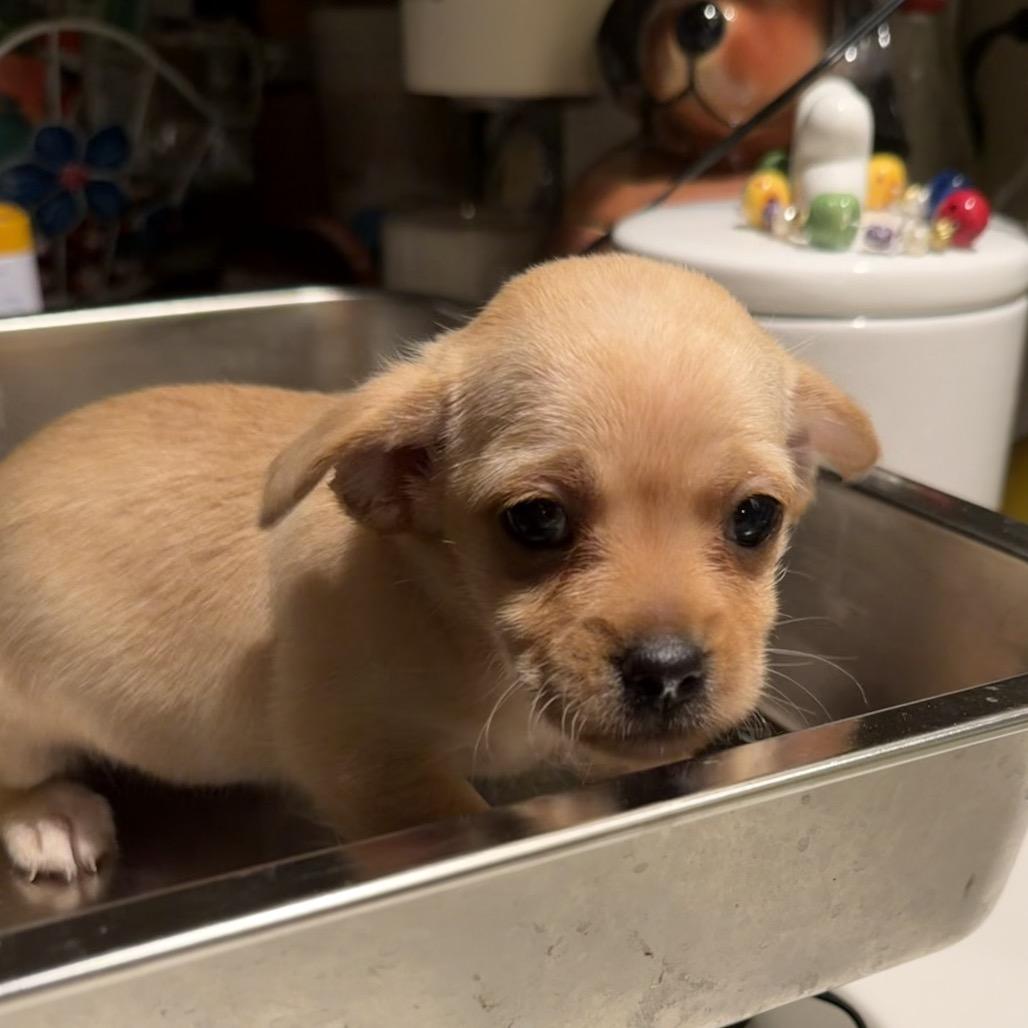 Ruby, Adoptable, Puppy Female Terrier & Mixed Breed.